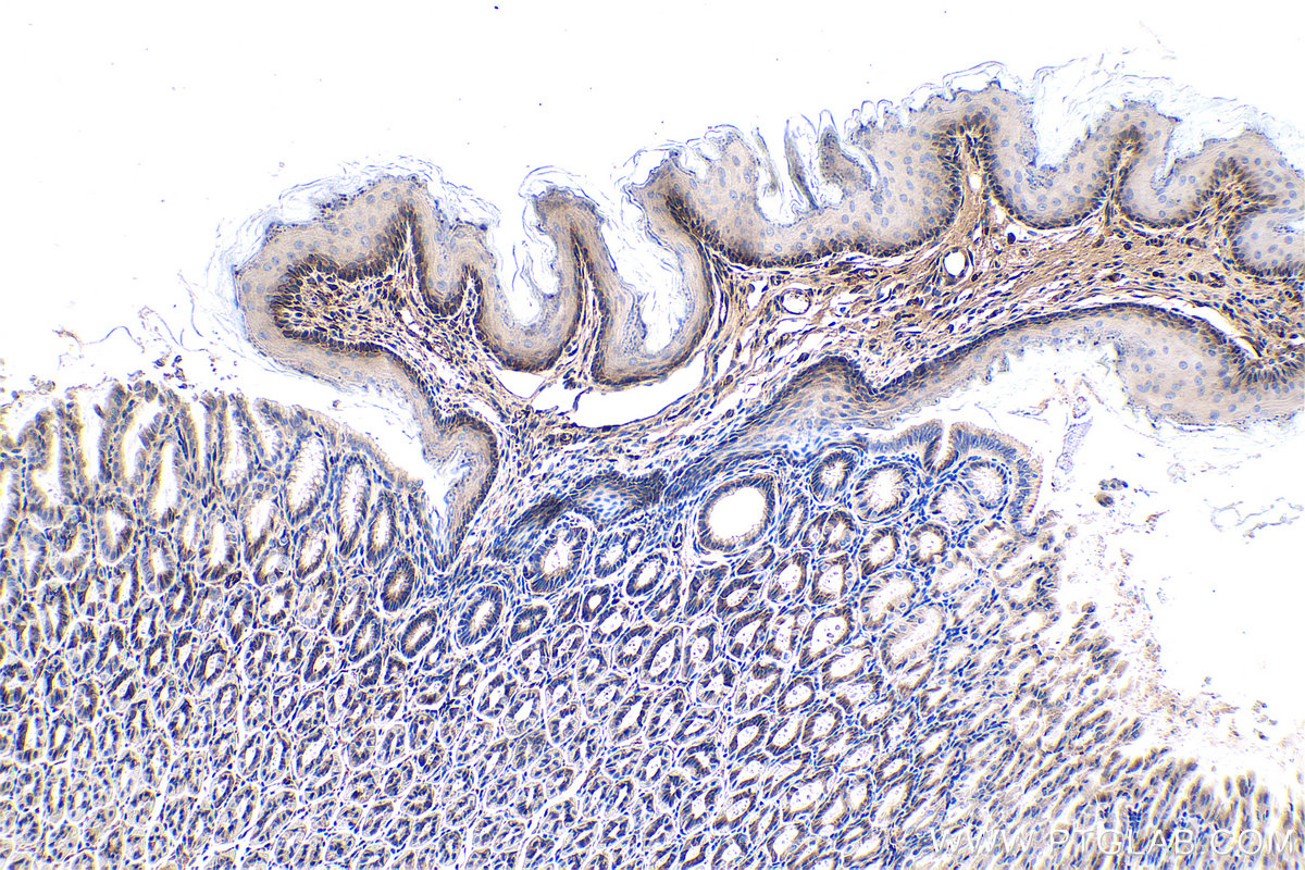IHC staining of mouse stomach using 67956-1-Ig
