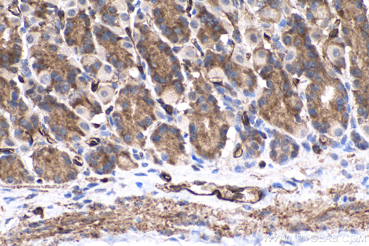 IHC staining of rat stomach using 67956-1-Ig