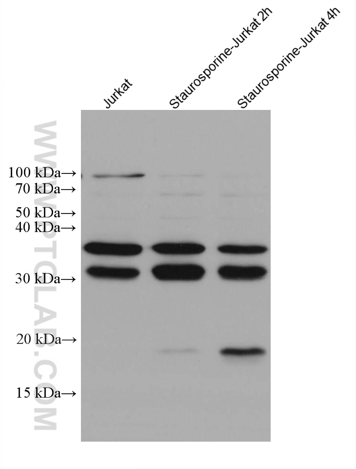 WB analysis using 67956-1-Ig