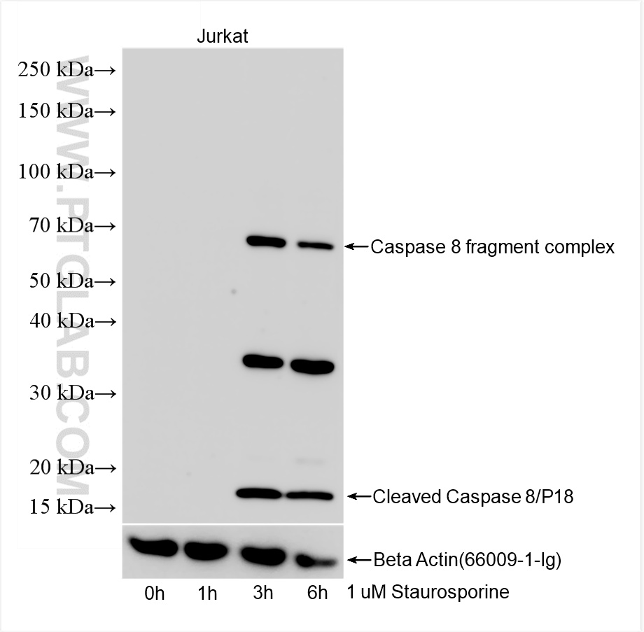 WB analysis using 85171-3-RR (same clone as 85171-3-PBS)