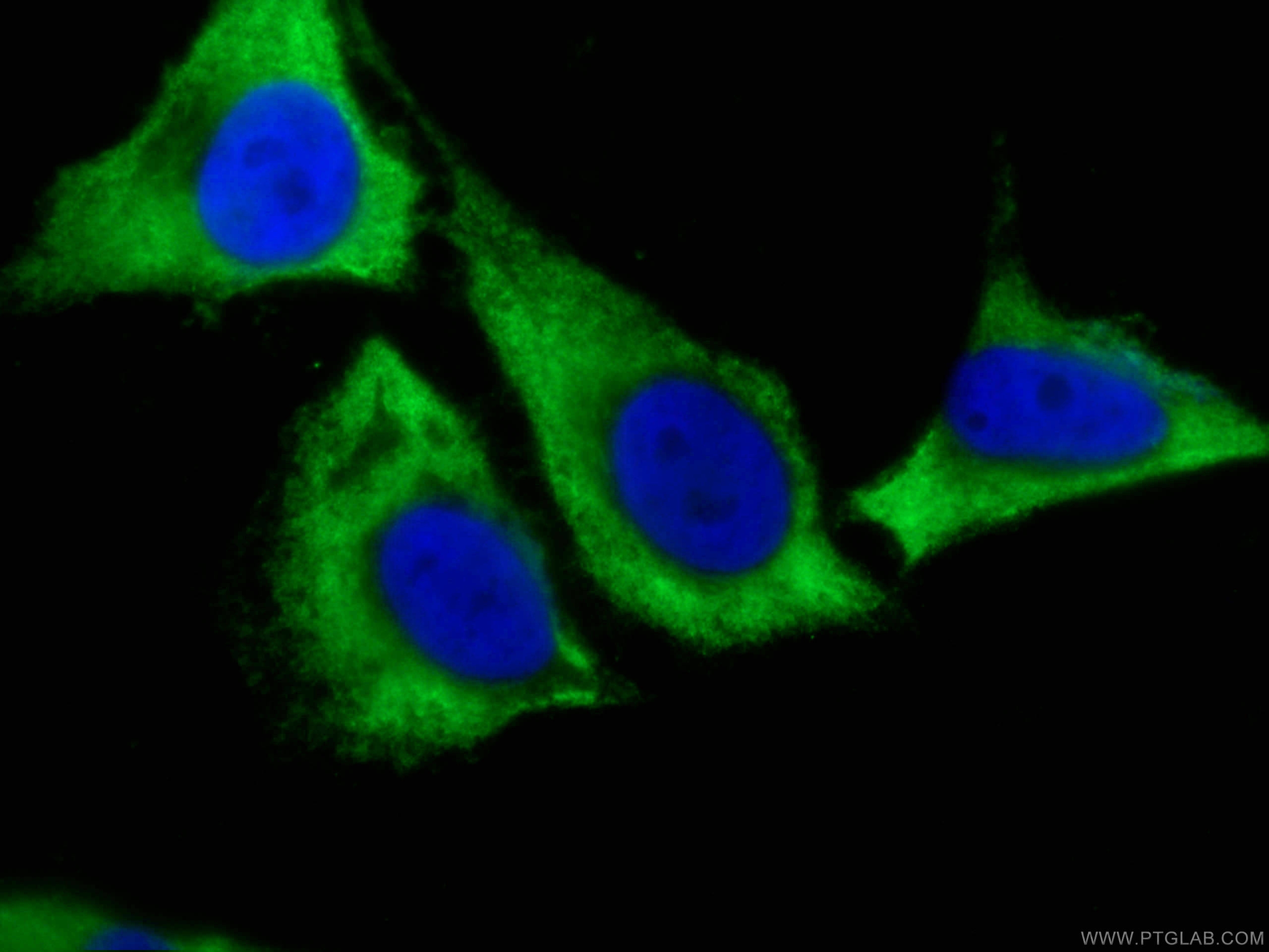 IF Staining of HeLa using CL488-66093