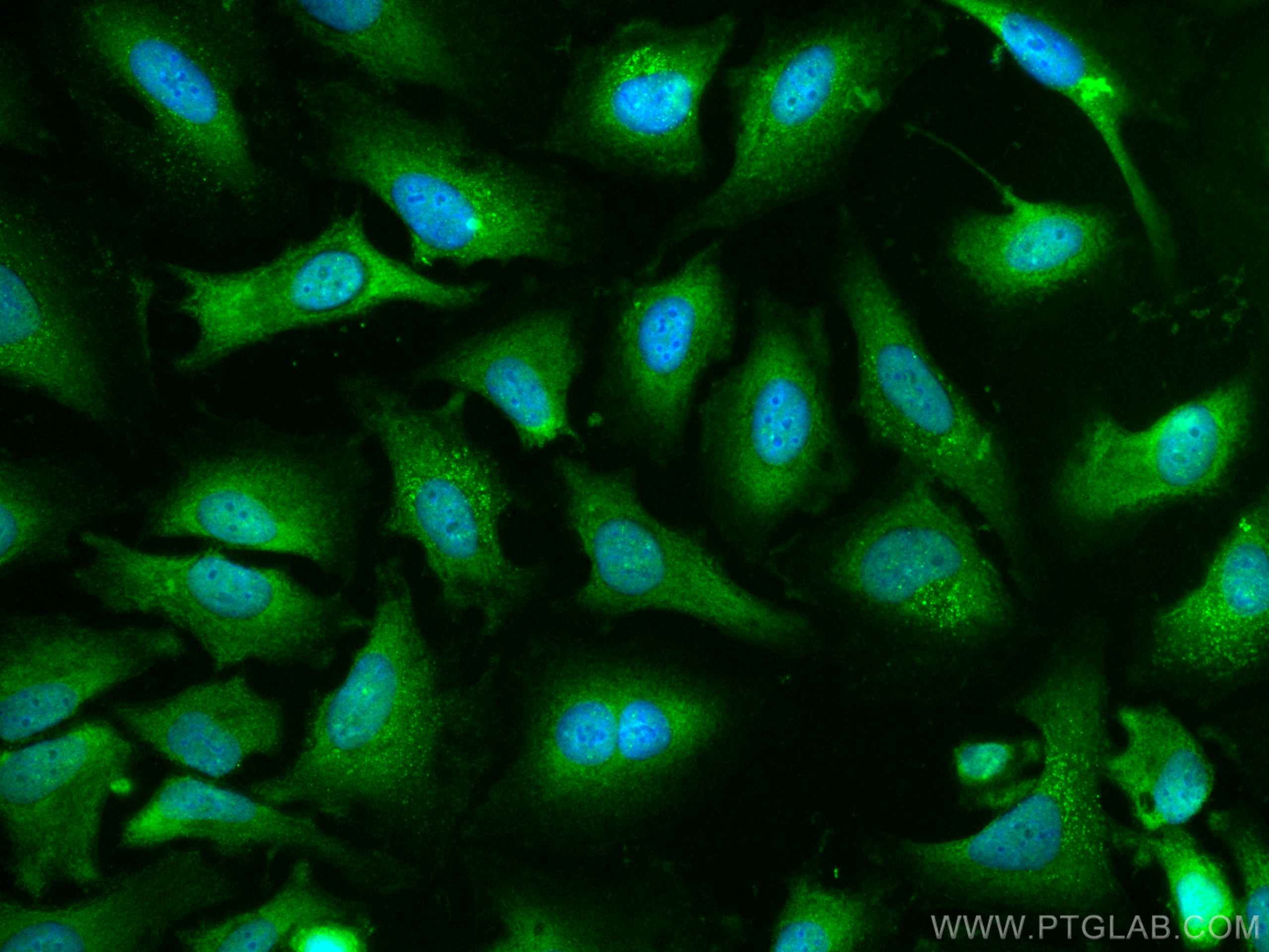 IF Staining of HeLa using CL488-66169