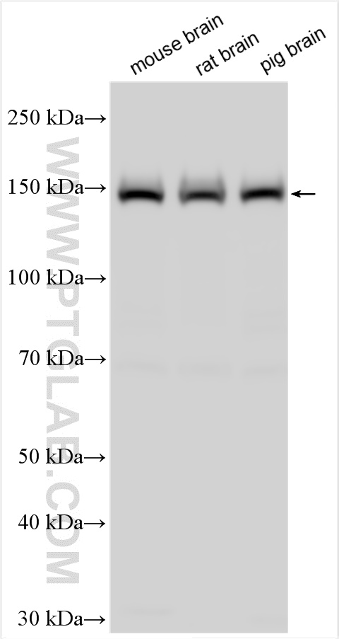 WB analysis using 25838-1-AP