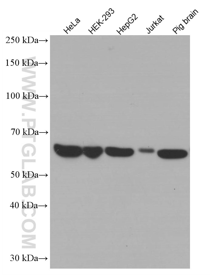 WB analysis using 66765-1-Ig