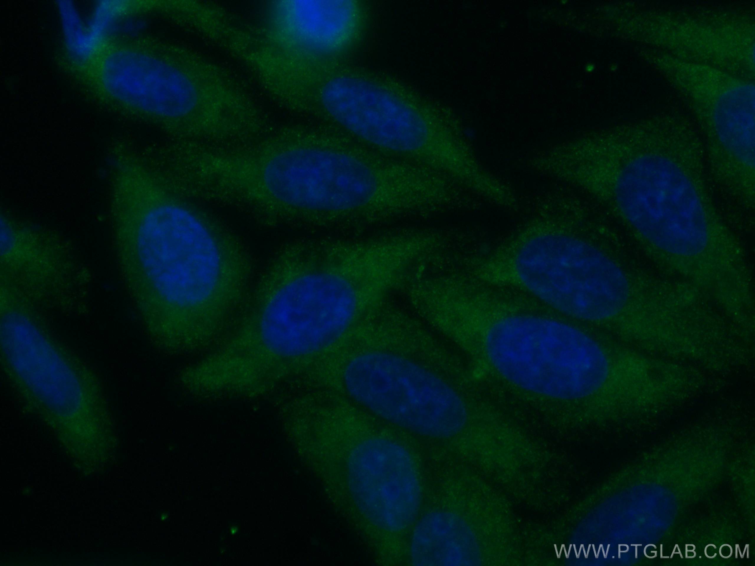 IF Staining of HepG2 using CL488-66765