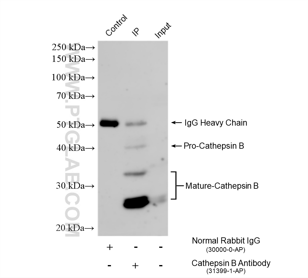 IP experiment of HepG2 using 31399-1-AP