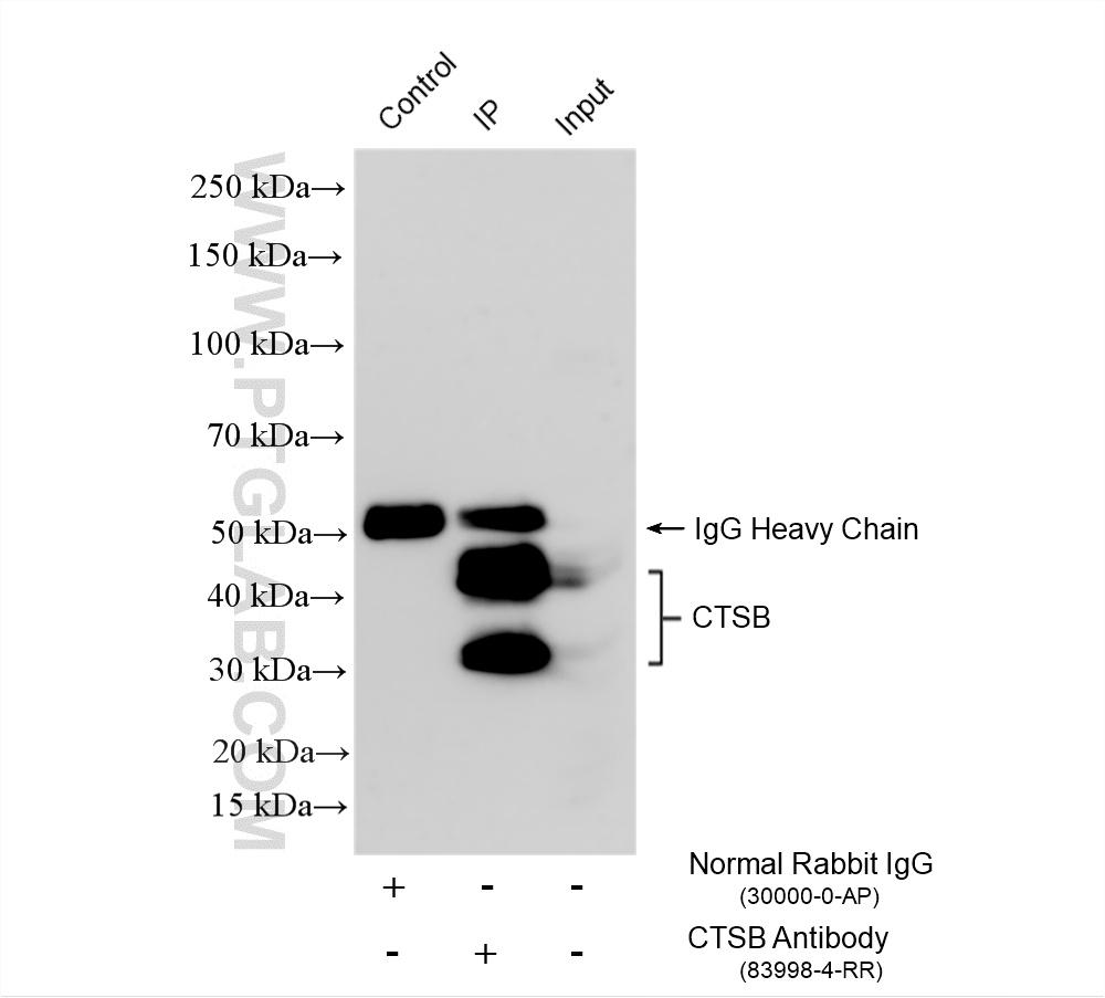 IP experiment of HepG2 using 83998-4-RR (same clone as 83998-4-PBS) IP experiment of HepG2 using 83998-4-RR (same clone as 83998-4-PBS)