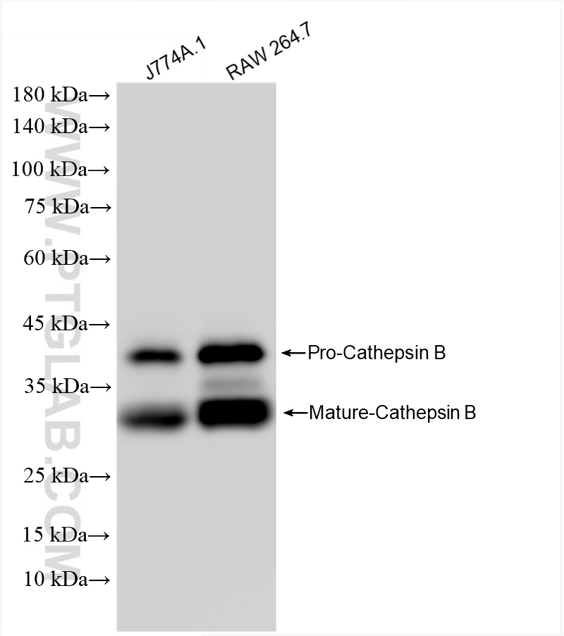WB analysis using 85841-5-RR