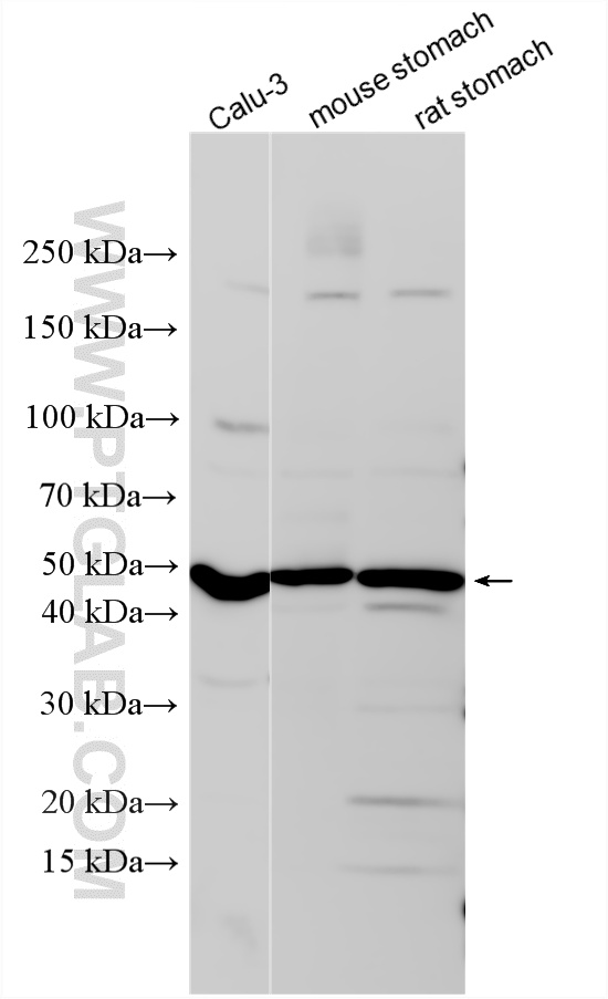WB analysis using 25146-1-AP
