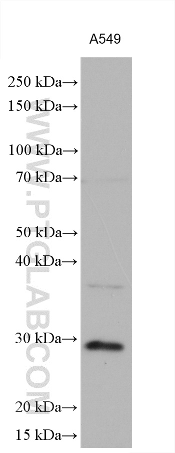 WB analysis using 27952-1-AP