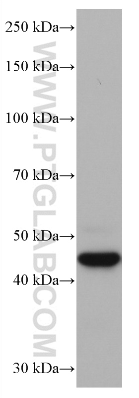 WB analysis of A549 using 66914-1-Ig