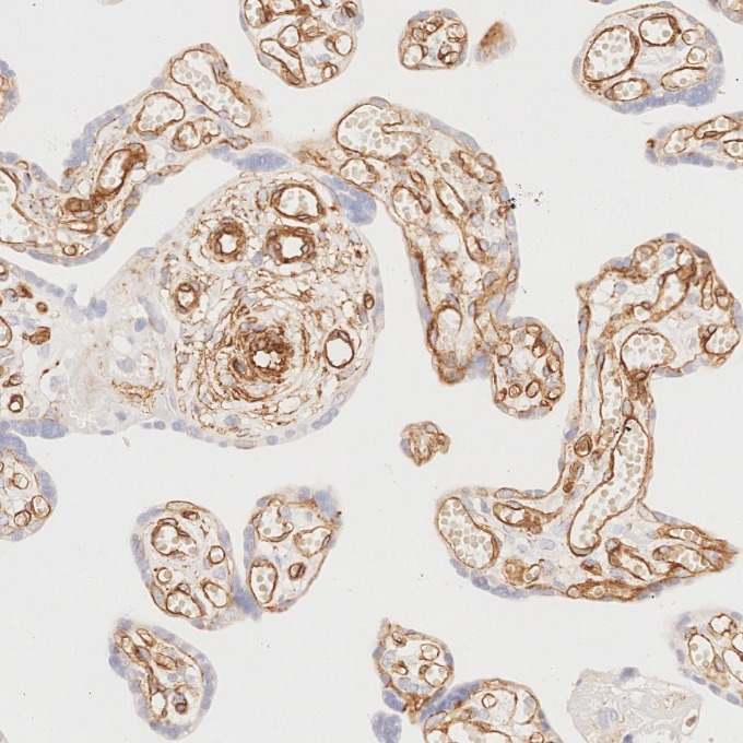 IHC staining of human placenta using 84044-1-RR
