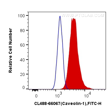 FC experiment of HeLa using CL488-66067