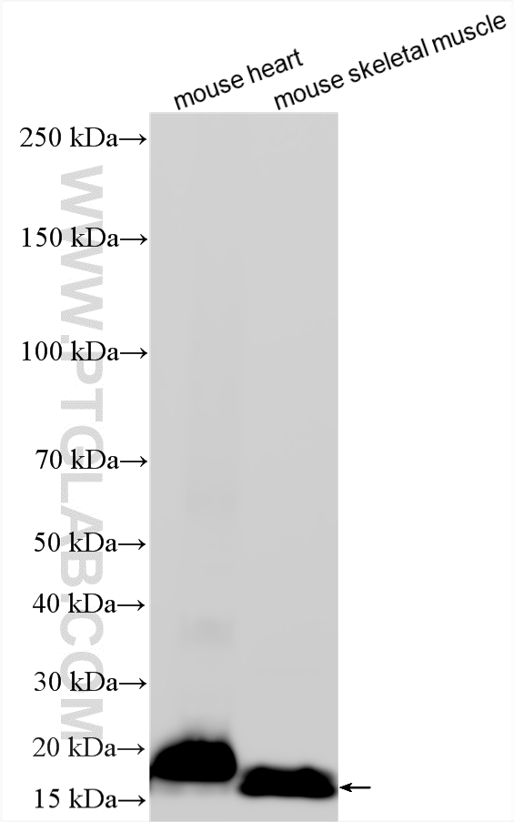 WB analysis using 28358-1-AP