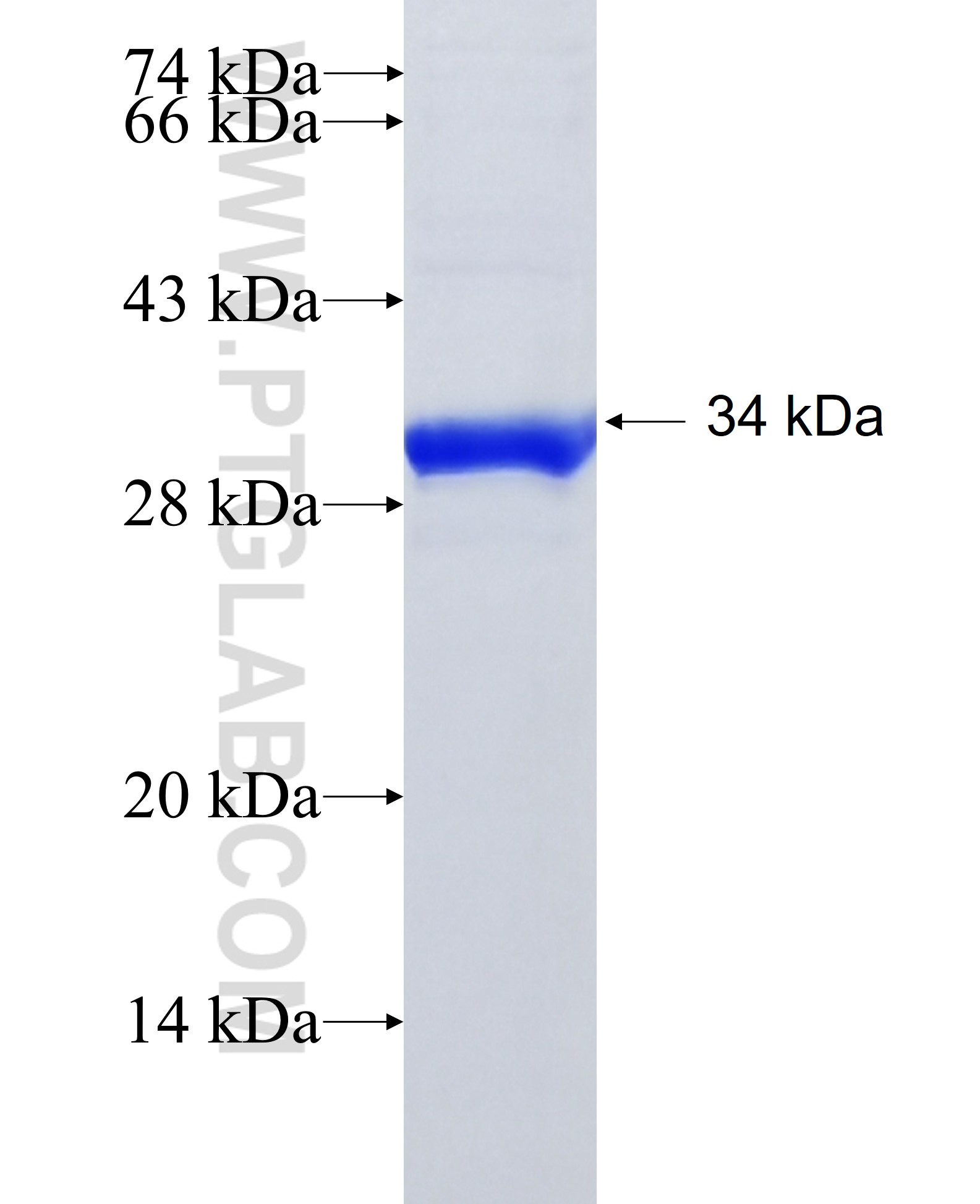 Caveolin-3 fusion protein Ag28009 SDS-PAGE