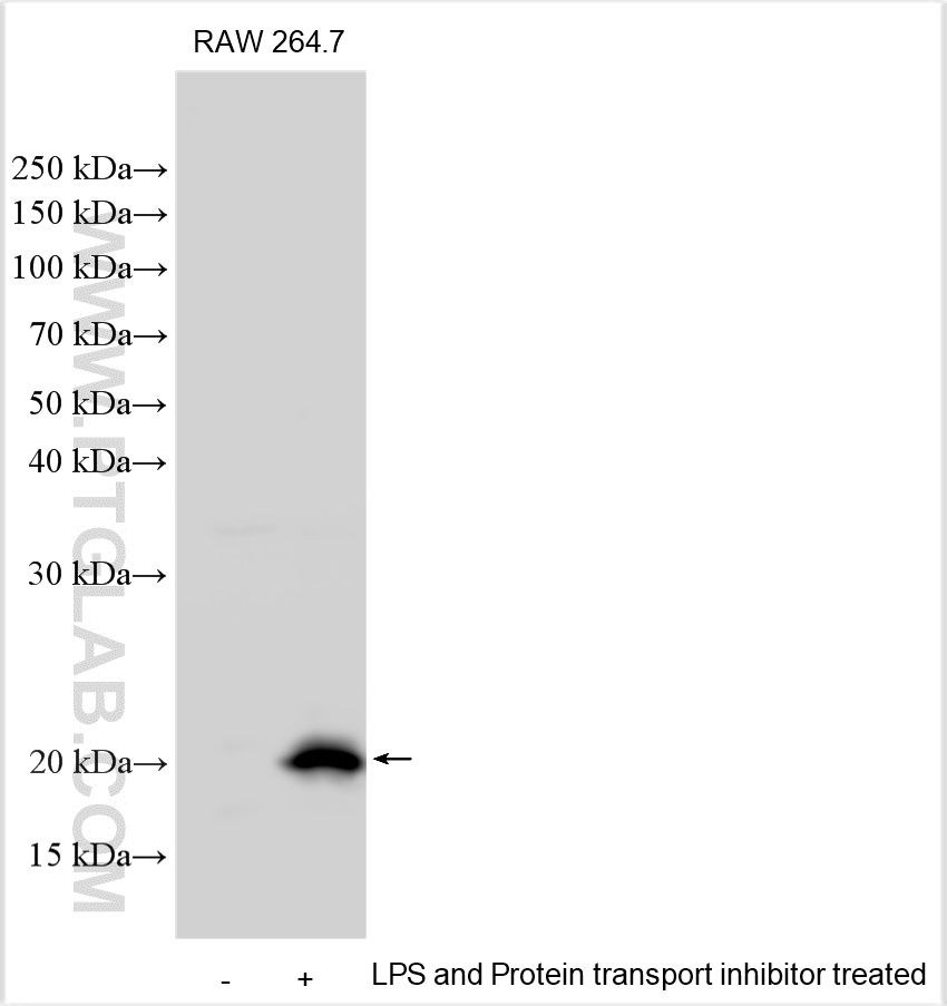 WB analysis using 31520-1-AP