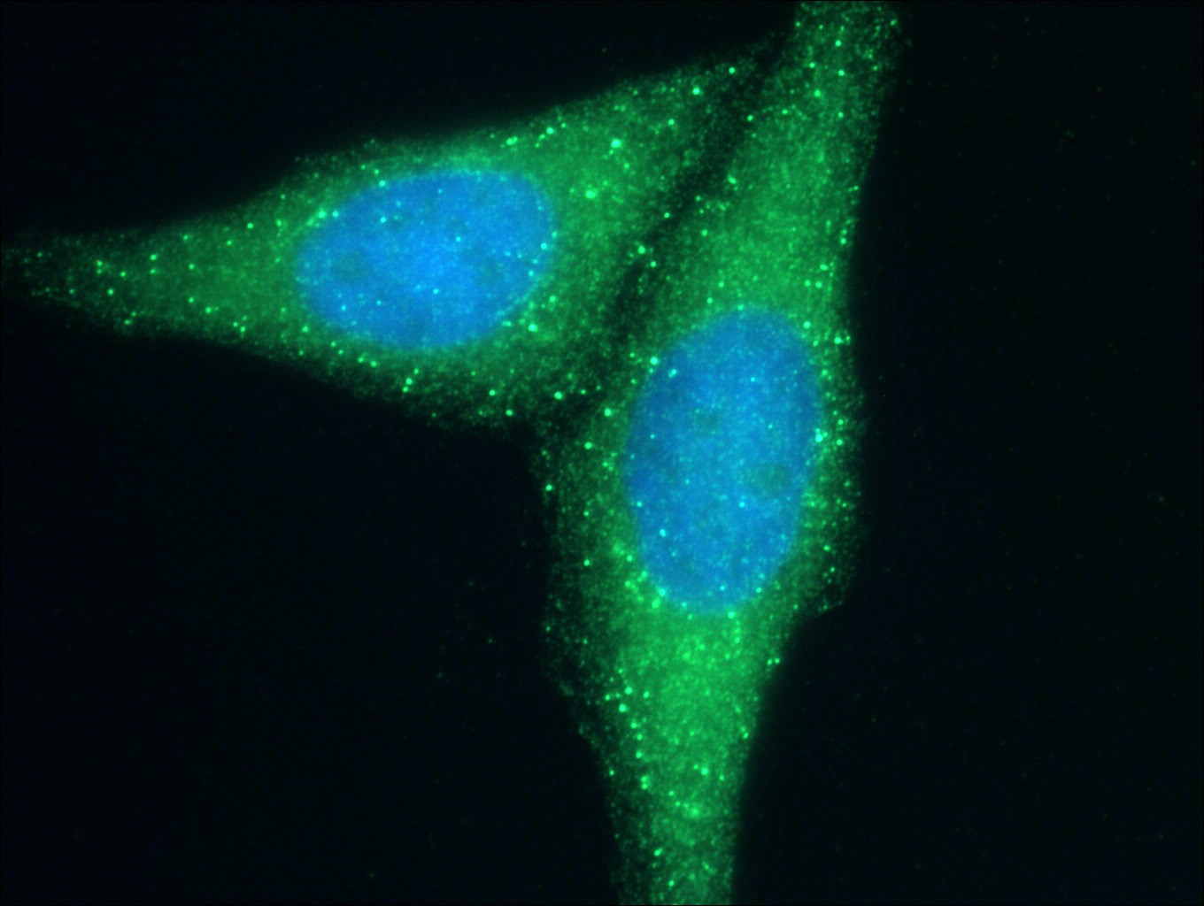 IF Staining of HepG2 using 51046-1-AP