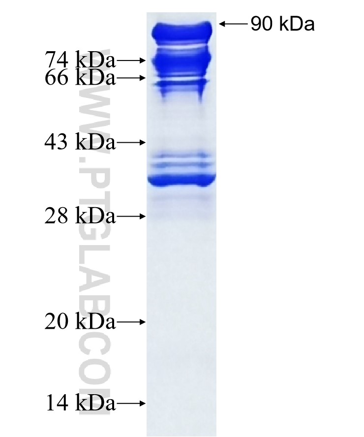 Cd2ap fusion protein Ag0622 SDS-PAGE