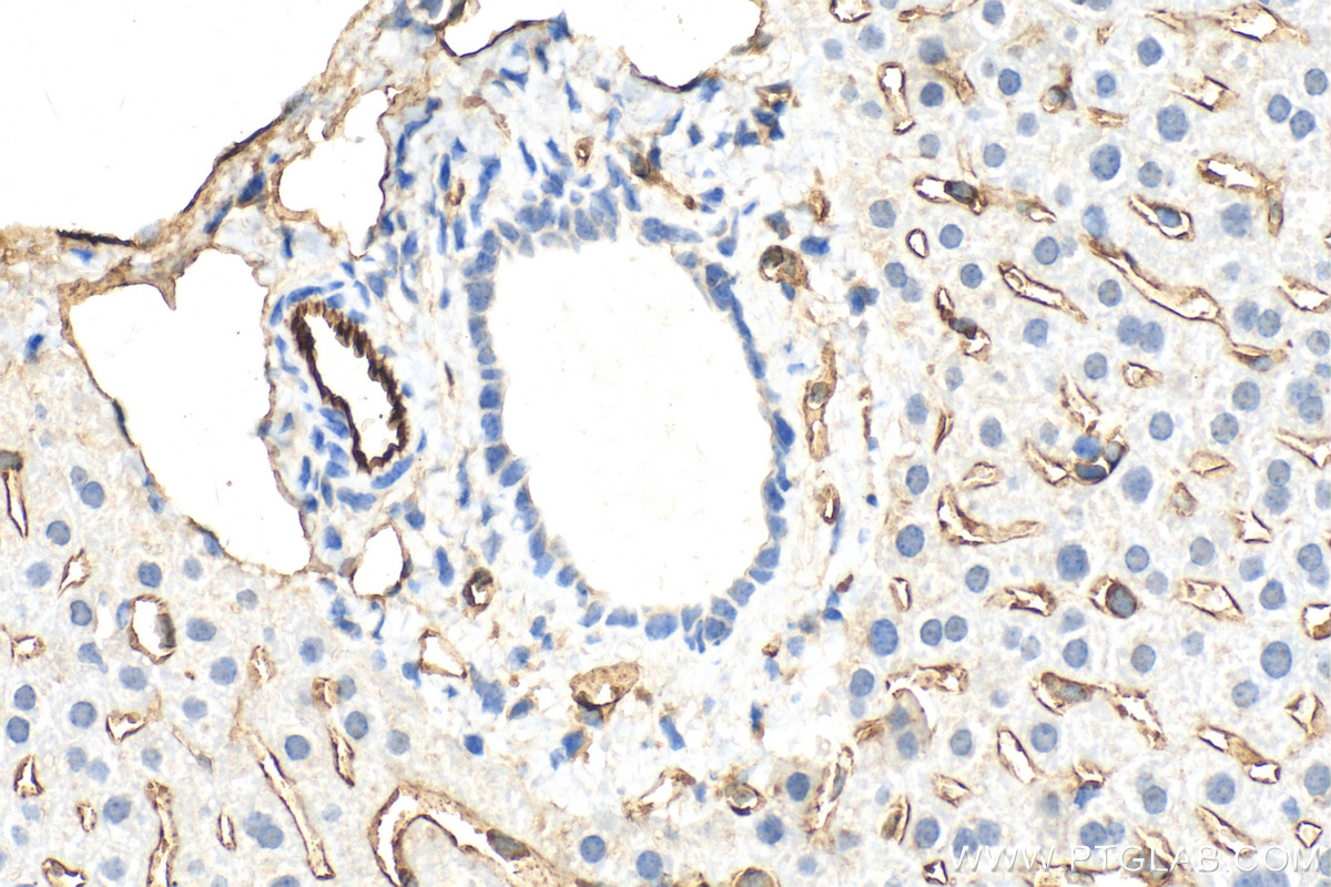 IHC staining of mouse liver using 28083-1-AP