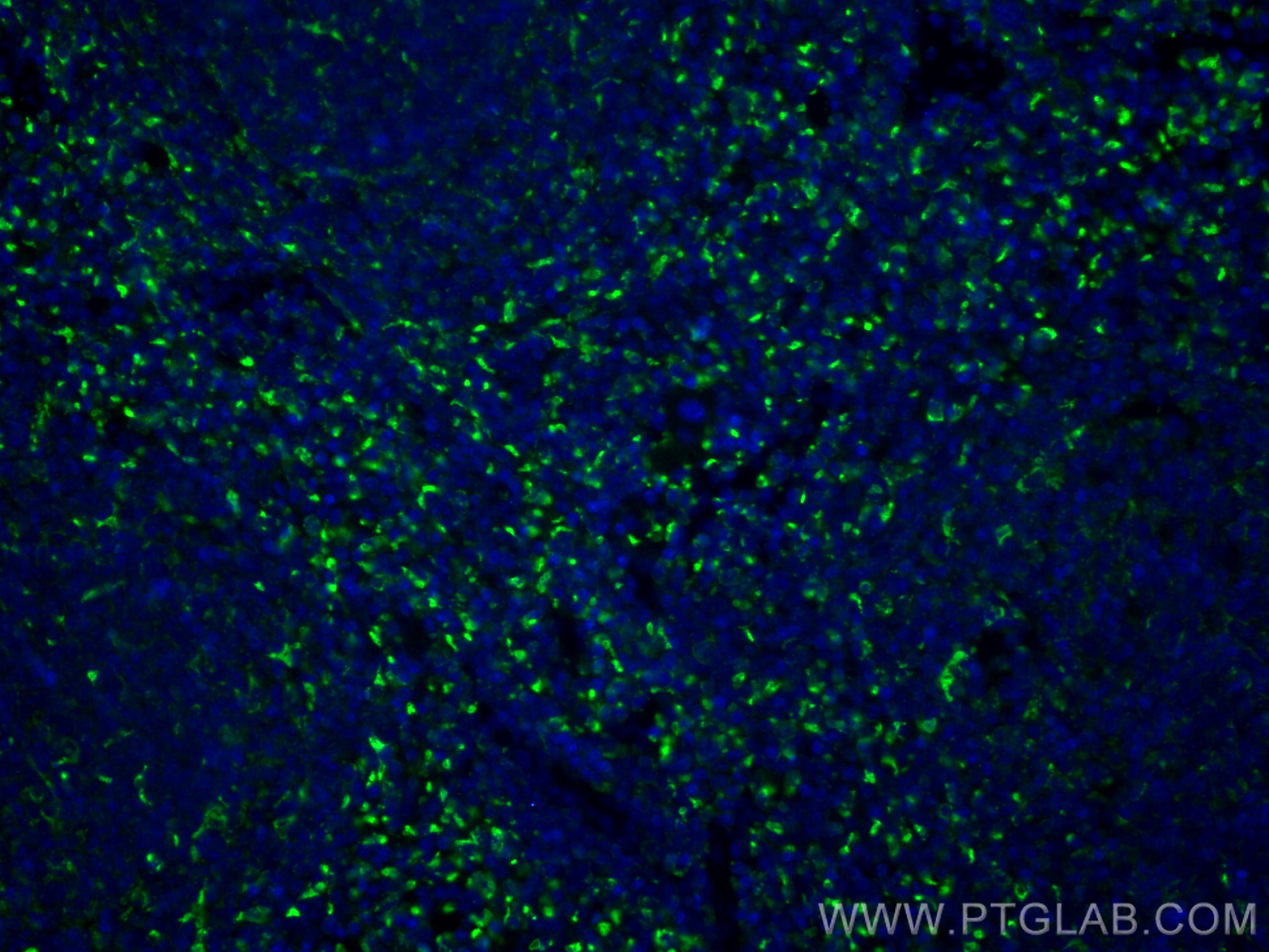 IF Staining of mouse spleen using 28058-1-AP