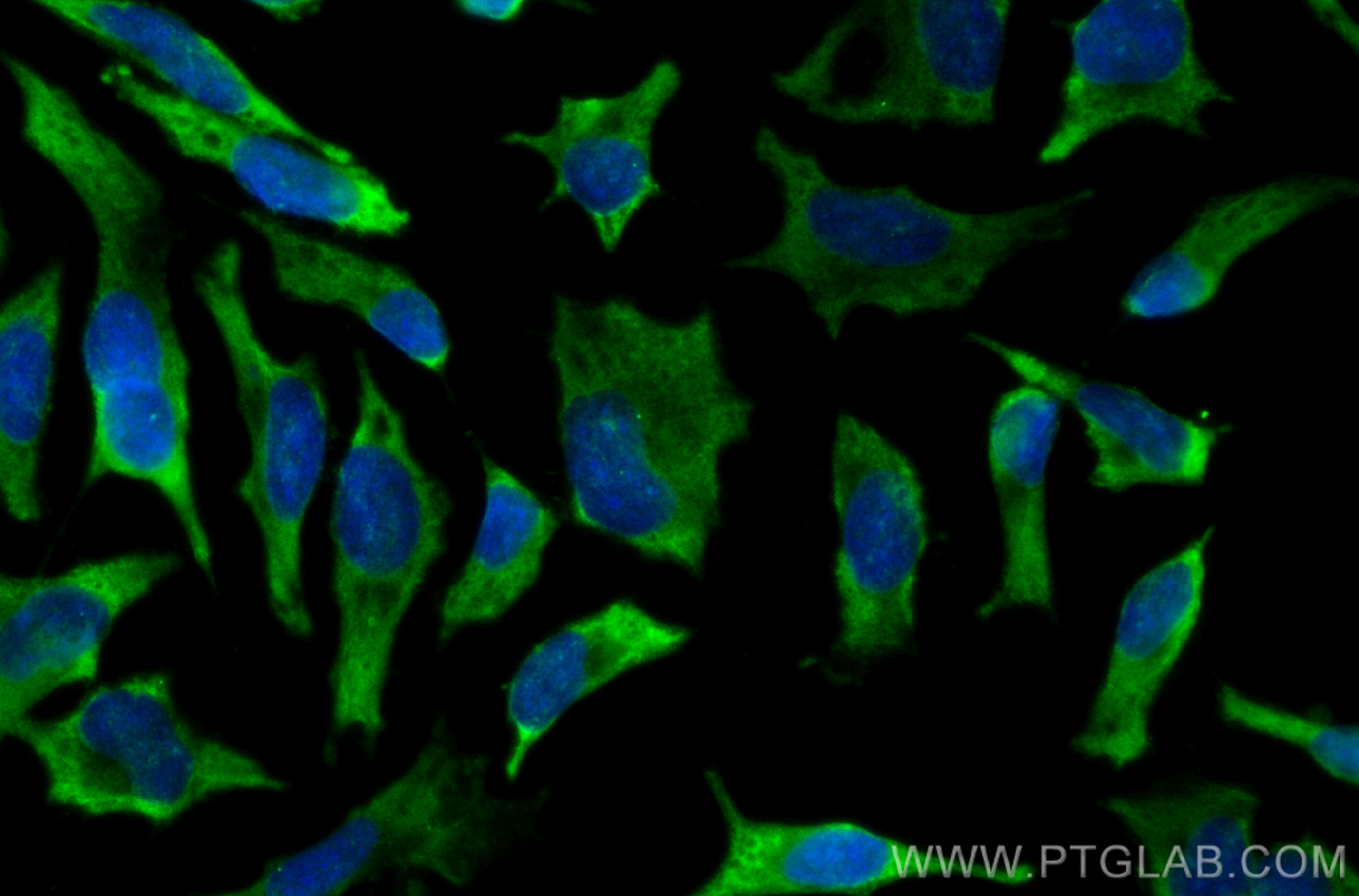 IF Staining of HeLa using CL488-10252