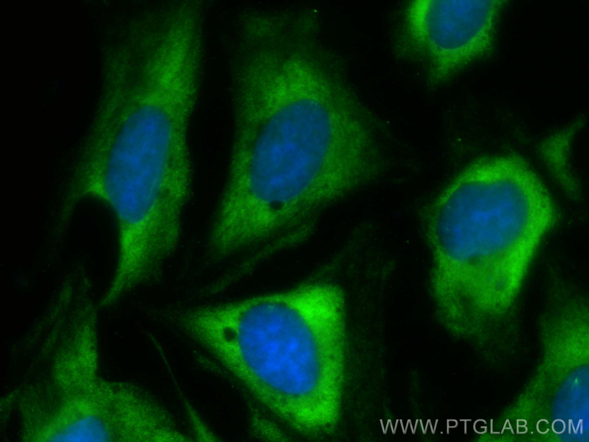 IF Staining of U2OS using CL488-10252