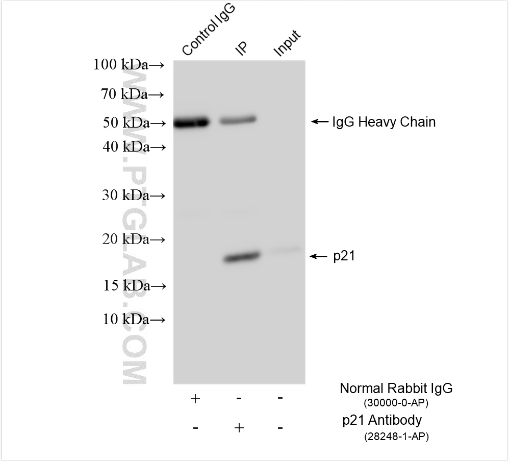 IP experiment of NIH/3T3 using 28248-1-AP (same clone as 28248-1-PBS)