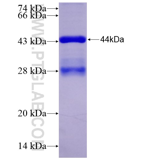 Cdkn1a fusion protein Ag28249 SDS-PAGE