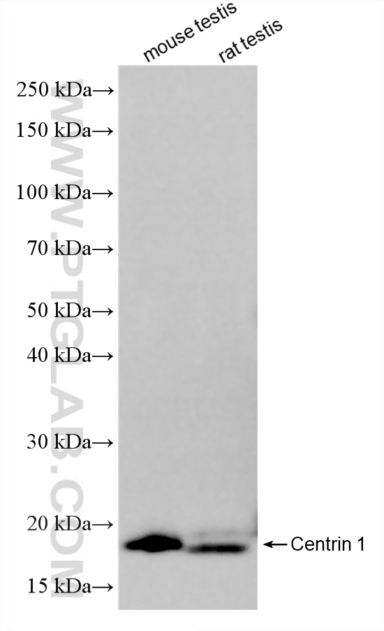 Various lysates were subjected to SDS PAGE followed by western blot with <a class='green' href='/productredirect?CatalogNo=85637-2-RR' target='_blank'>85637-2-RR</a> (CETN1 antibody) at dilution of 1:1000 incubated at room temperature for 1.5 hours. This data was developed using the same antibody clone with 85637-2-PBS in a different storage buffer formulation. WB analysis using 85637-2-RR (same clone as 85637-2-PBS)