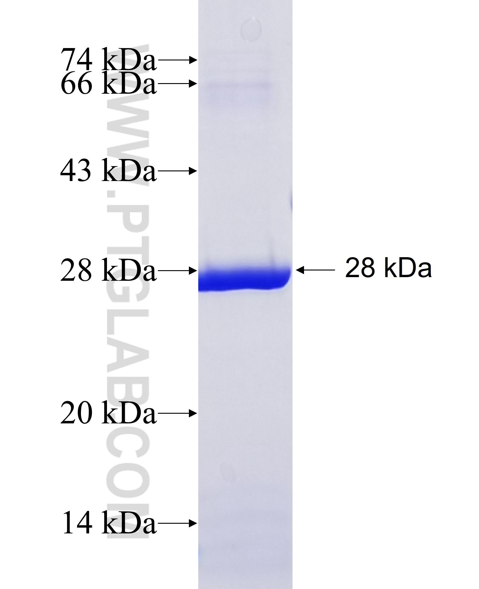 Cgas fusion protein Ag35052 SDS-PAGE