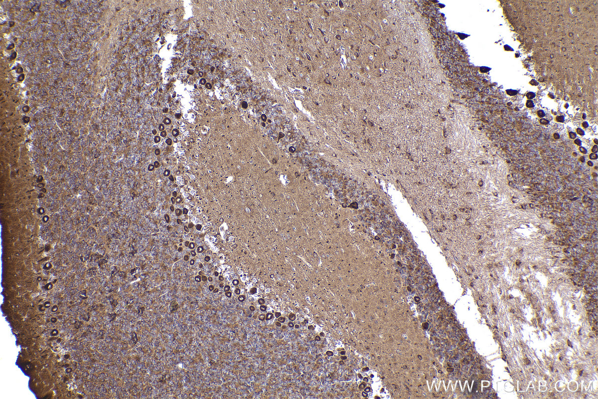 IHC staining of mouse cerebellum using 84285-3-RR (same clone as 84285-3-PBS)
