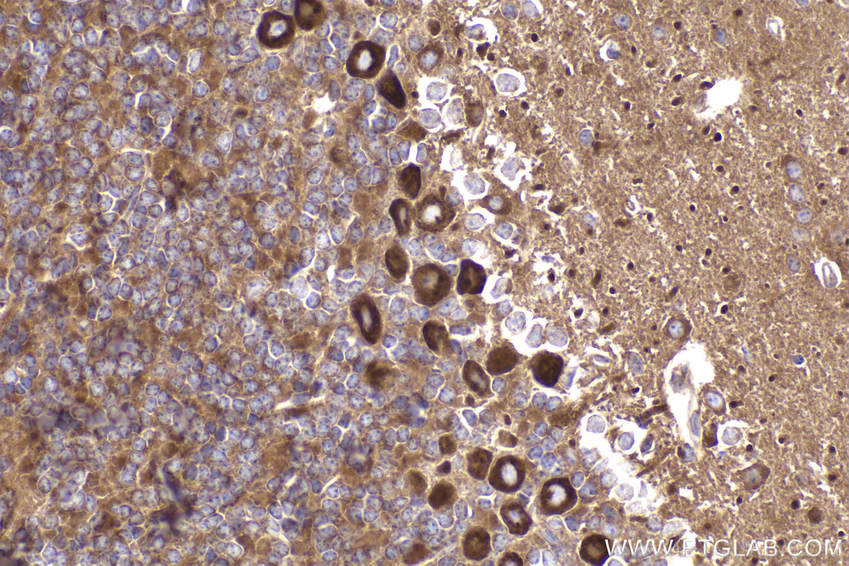 IHC staining of mouse cerebellum using 84285-3-RR (same clone as 84285-3-PBS)