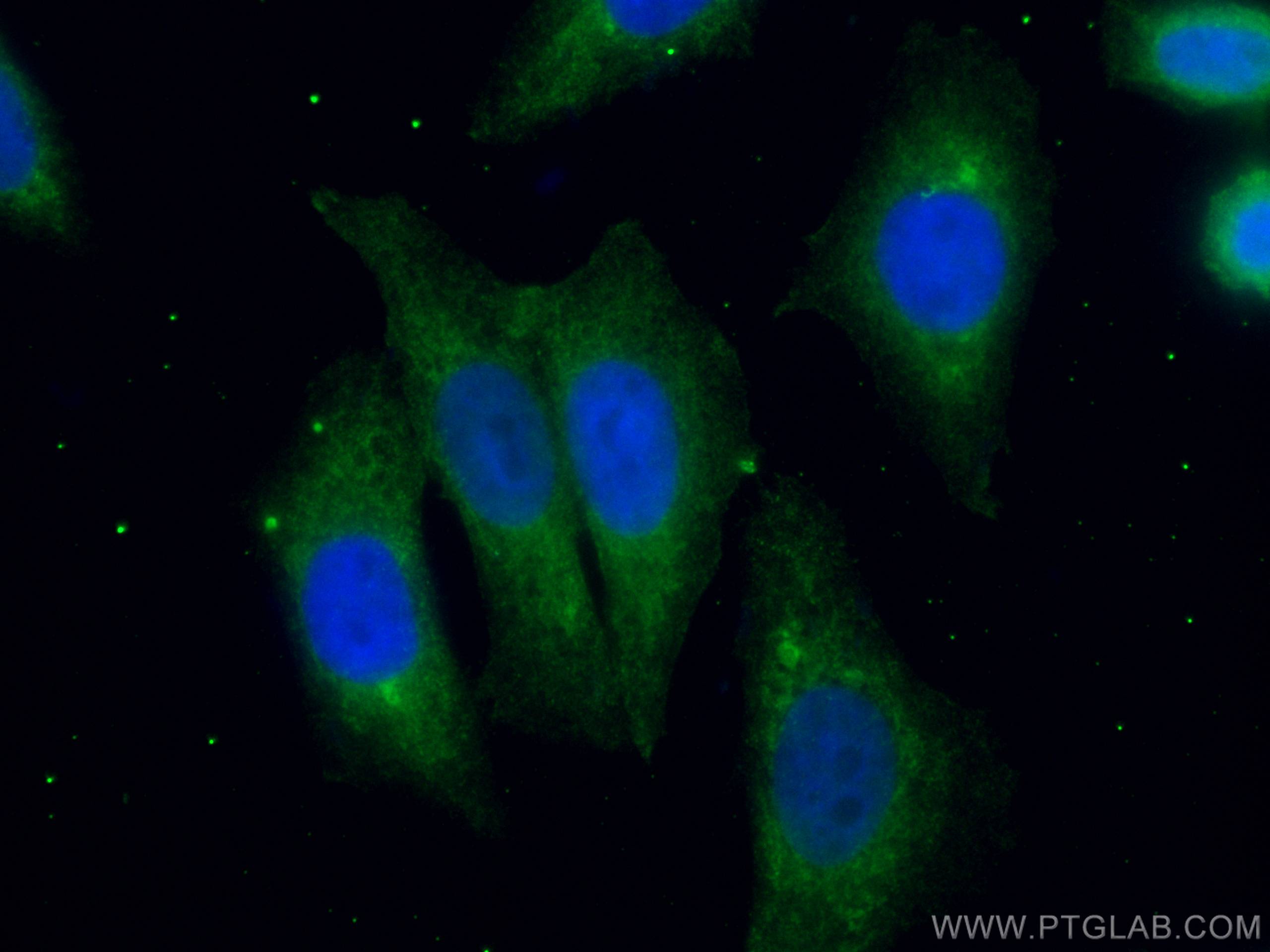 IF Staining of HepG2 using CL488-67631