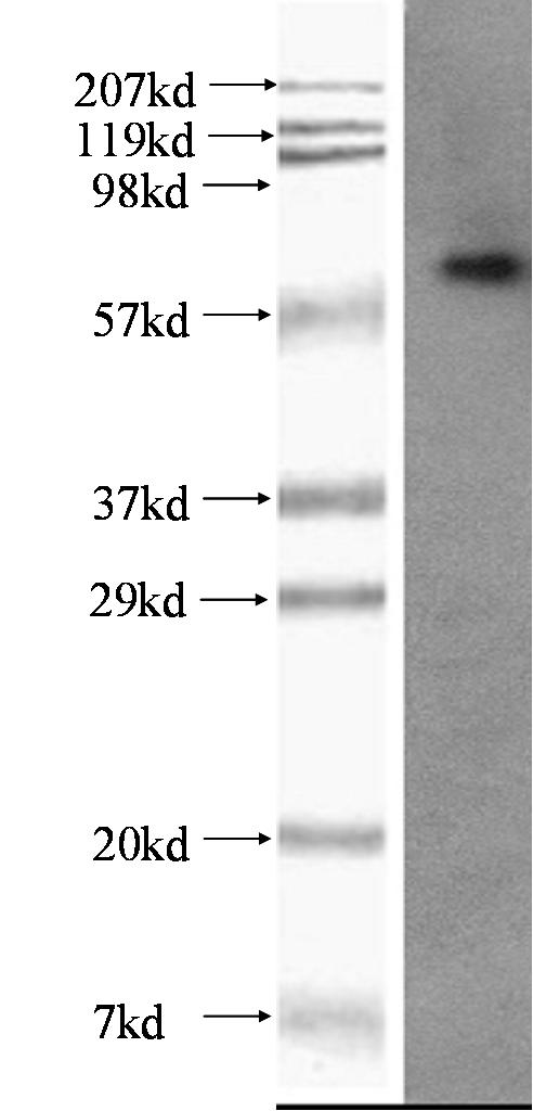 WB analysis of K-562 using 65016-1-Ig