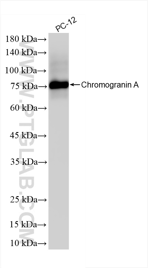 WB analysis of PC-12 using 86447-1-RR (same clone as 86447-1-PBS)