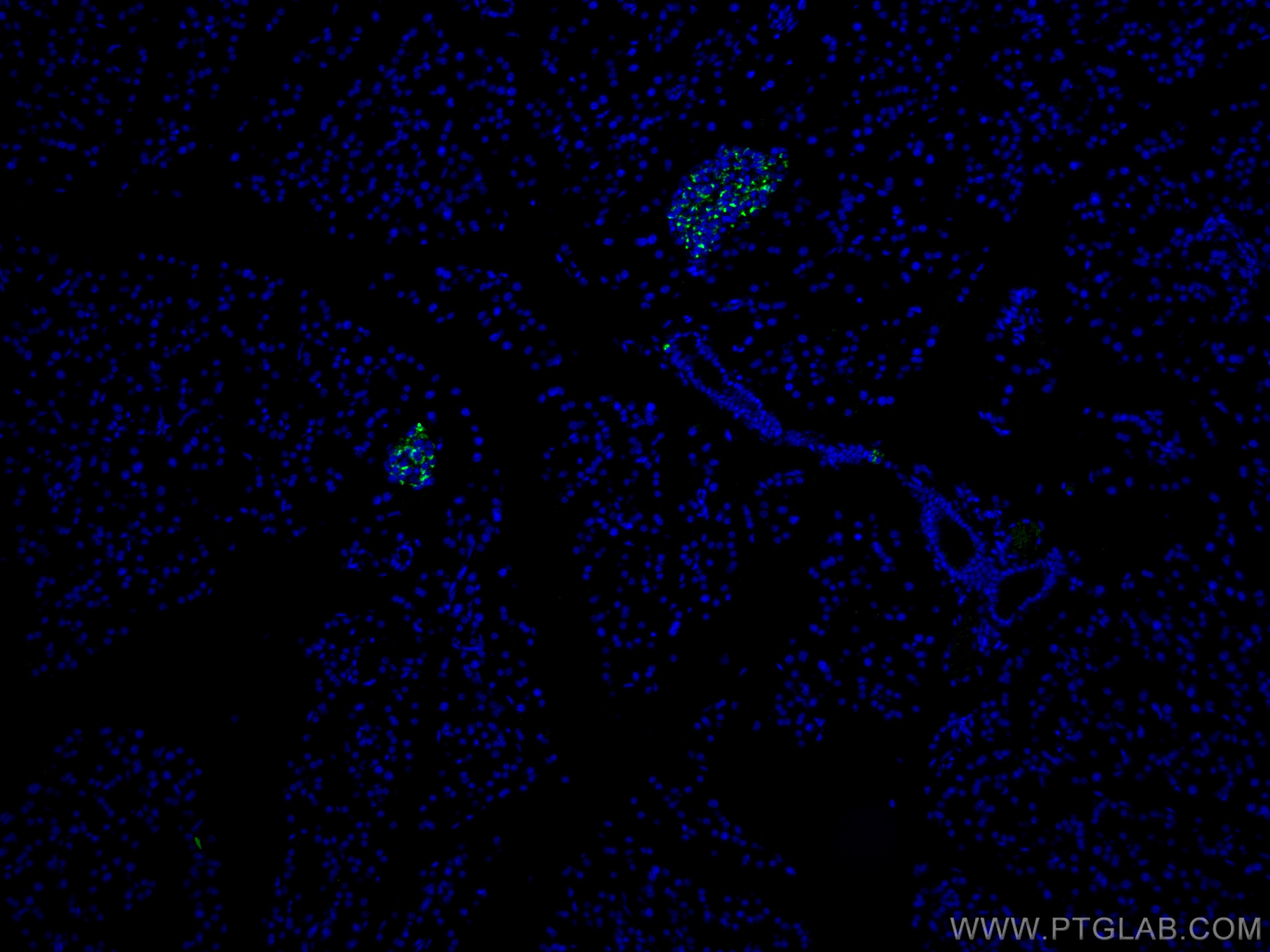 IF Staining of mouse pancreas using CL488-10529