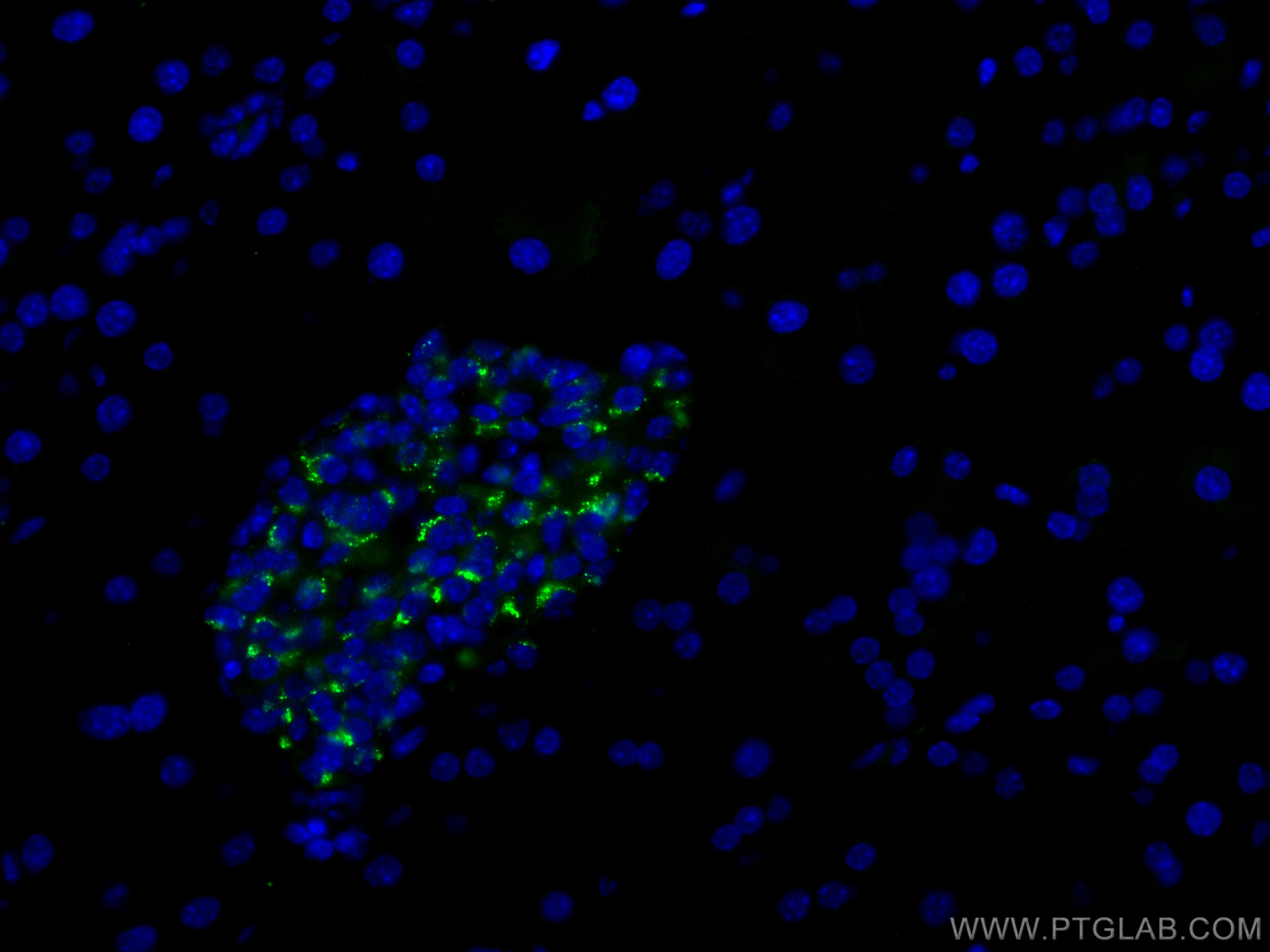 IF Staining of mouse pancreas using CL488-10529