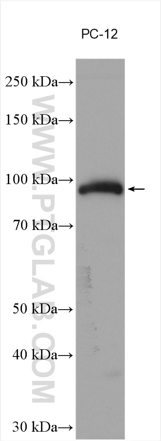 Chromogranin B