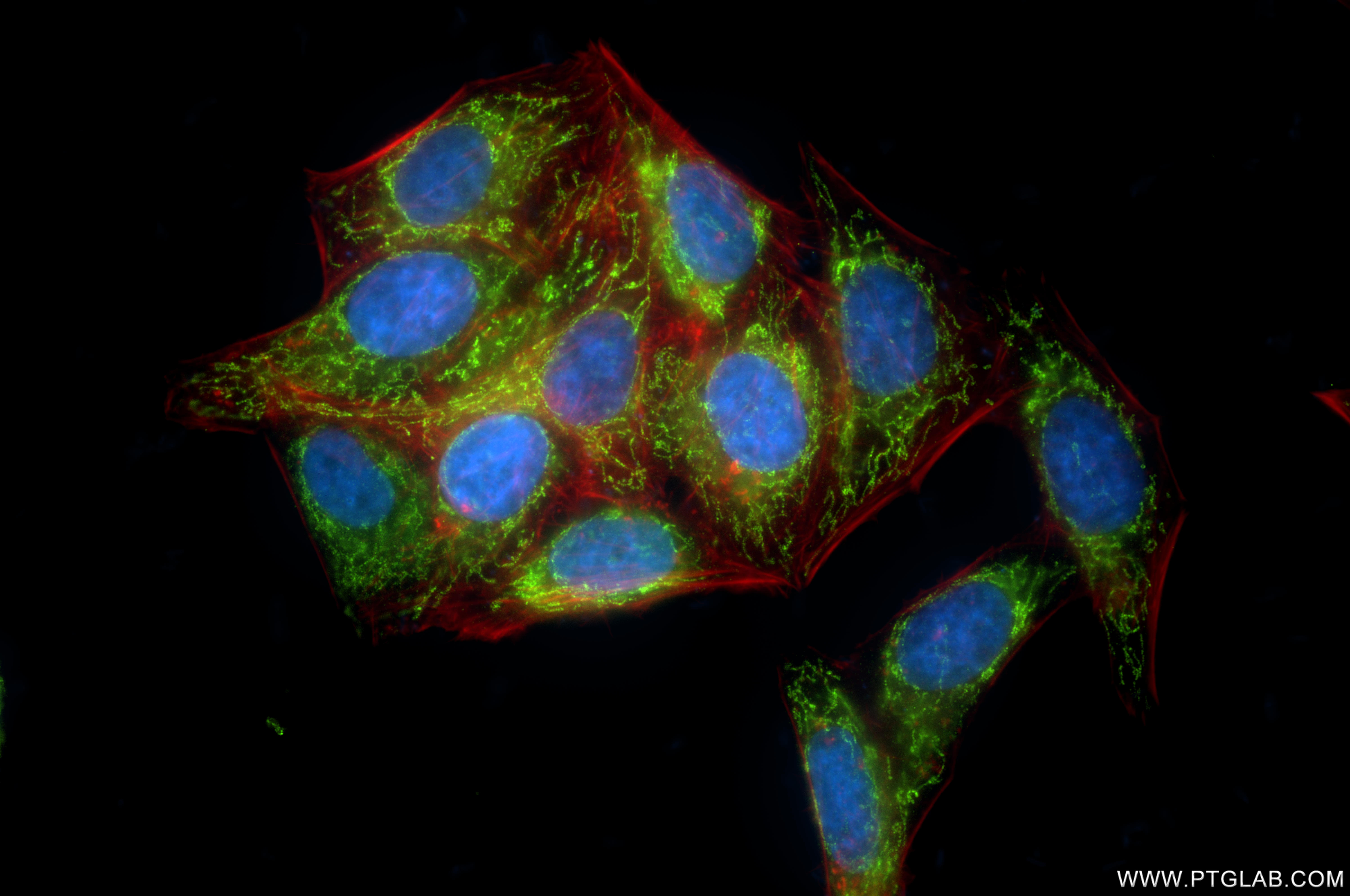 IF Staining of HepG2 using 86549-1-RR (same clone as 86549-1-PBS)