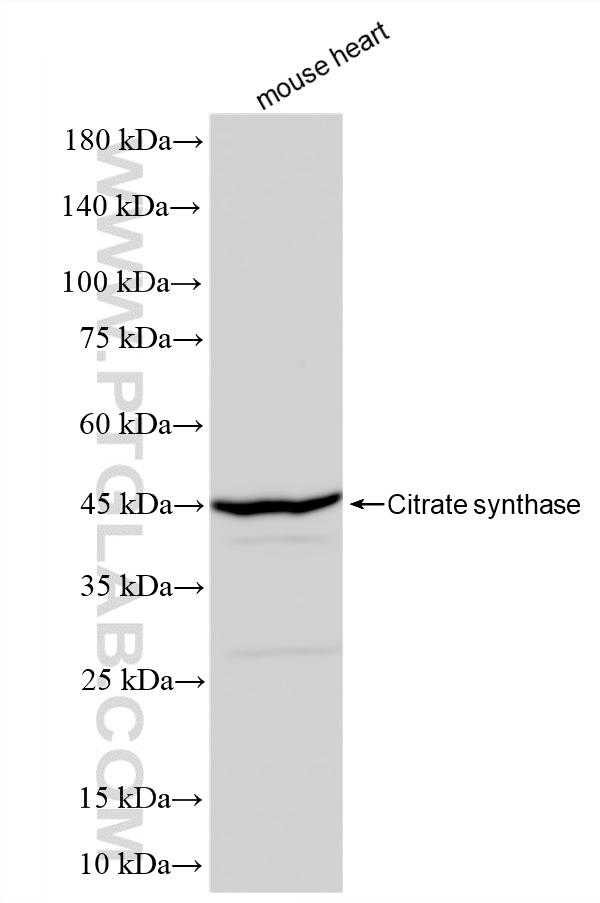 WB analysis of mouse heart using 86549-1-RR (same clone as 86549-1-PBS)