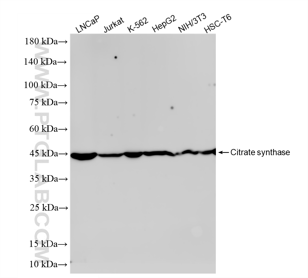 WB analysis using 86549-1-RR (same clone as 86549-1-PBS)