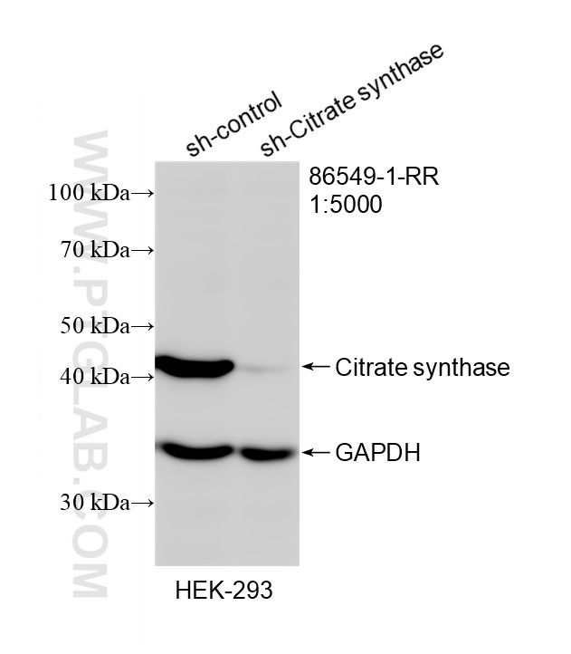WB analysis of HEK-293 using 86549-1-RR