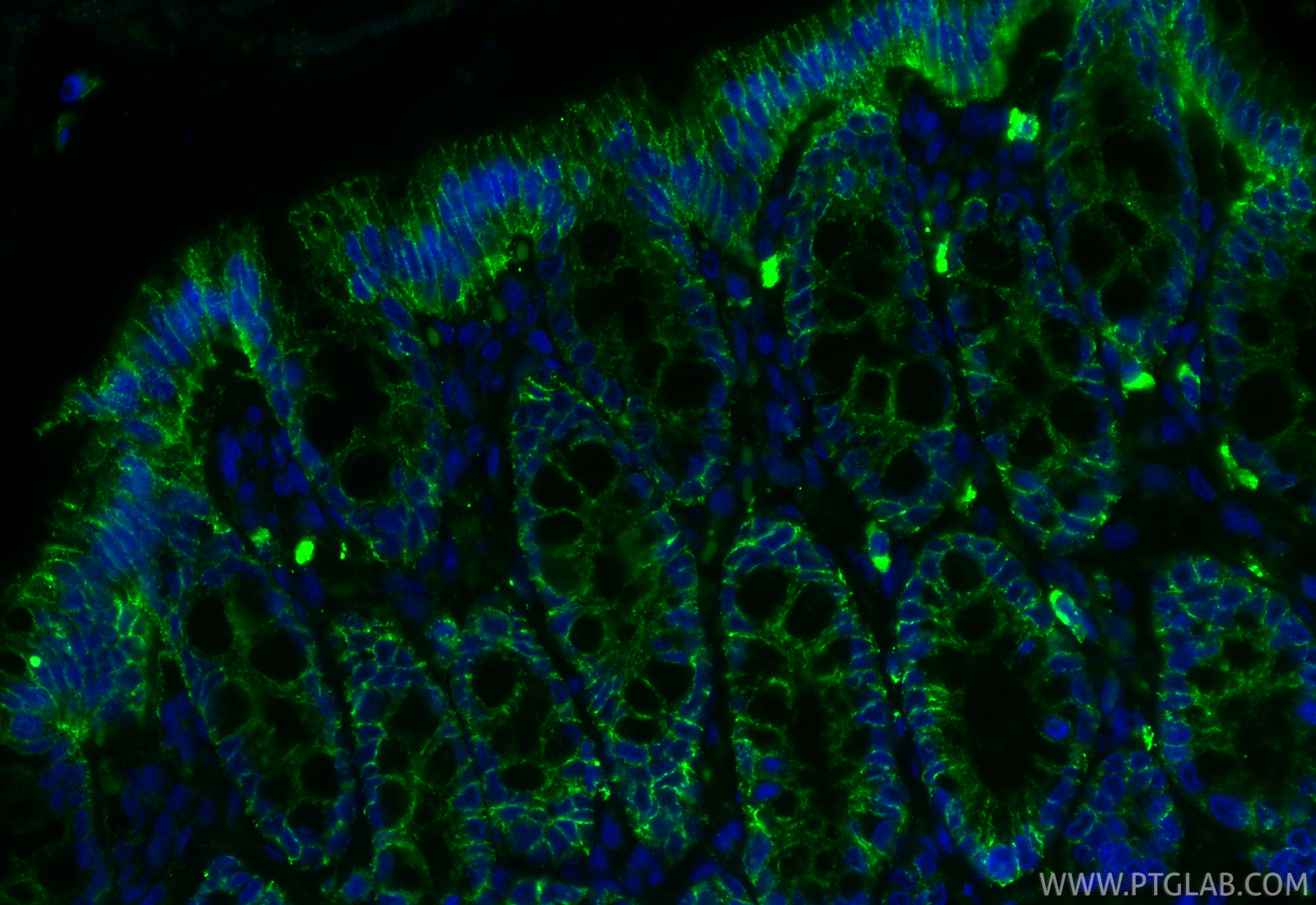 IF Staining of rat colon using 87782-2-RR (same clone as 87782-2-PBS)