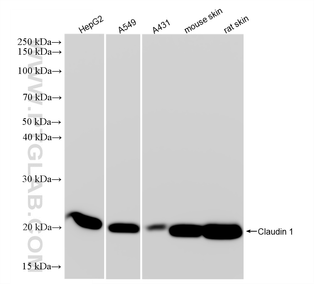 WB analysis using 87782-2-RR (same clone as 87782-2-PBS)