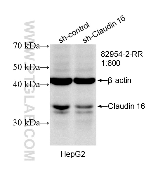 WB analysis of HepG2 using 82954-2-RR