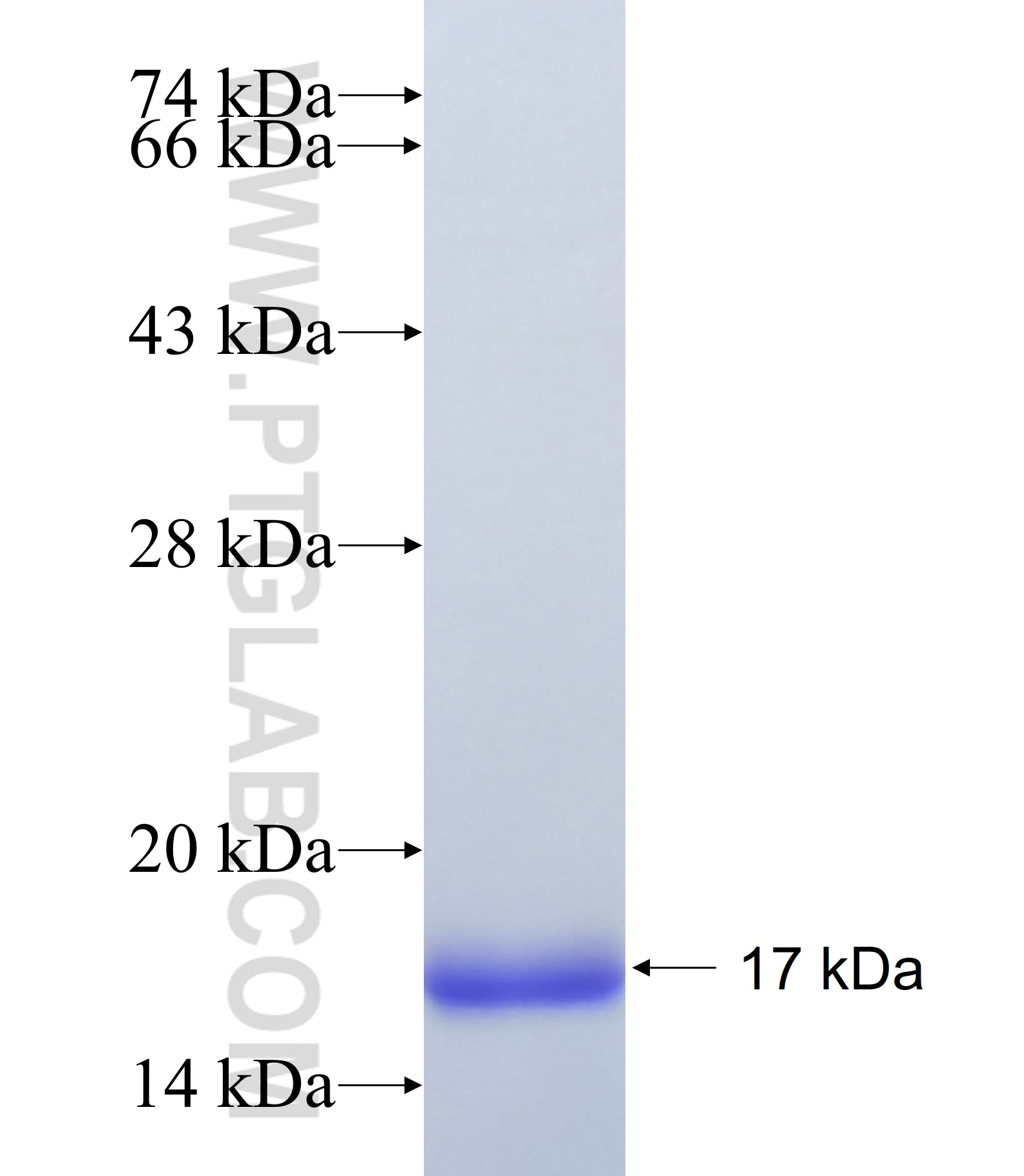 Claudin 18.1 fusion protein Ag41607 SDS-PAGE