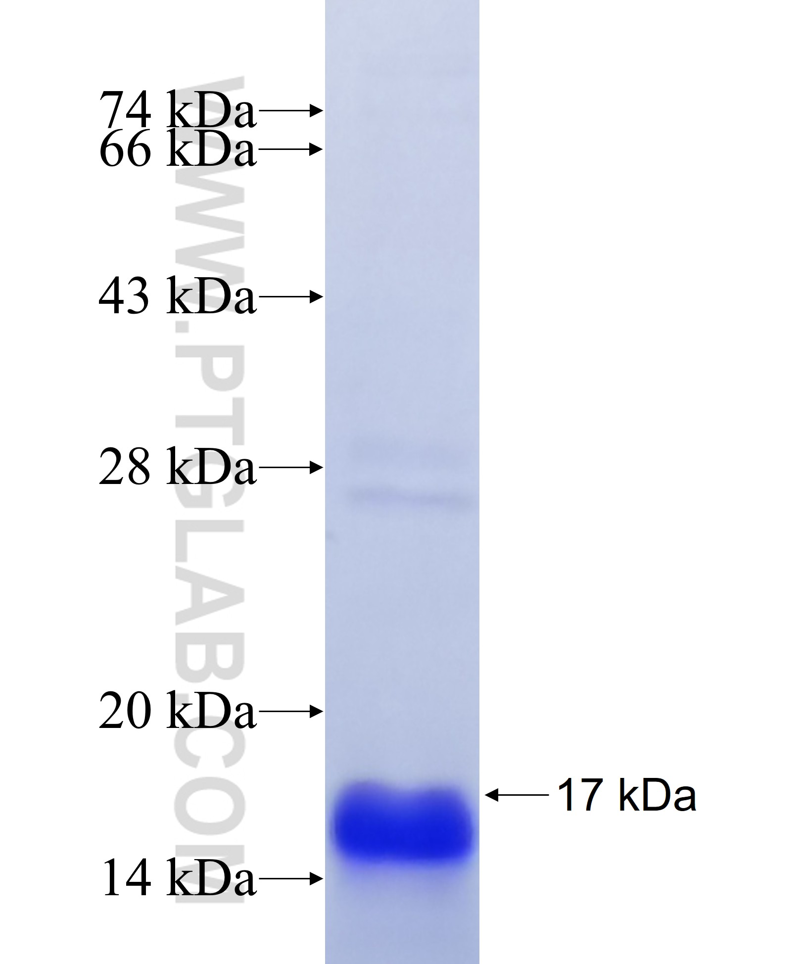 CLDN2 fusion protein Ag37750 SDS-PAGE CLDN2 fusion protein Ag37750 SDS-PAGE