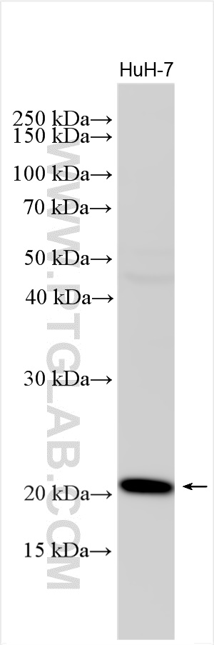 WB analysis using 30520-1-AP (same clone as 30520-1-PBS)