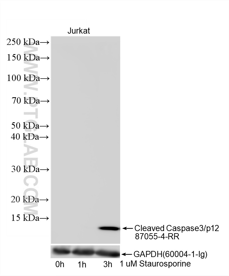 Staurosporine treated Jurkat cells were subjected to SDS PAGE followed by western blot with <a class='green' href='/productredirect?CatalogNo=87055-4-RR' target='_blank'>87055-4-RR</a> (Cleaved Caspase 3/P12 antibody) at dilution of 1:5000 incubated at room temperature for 1.5 hours. The membrane was stripped and reblotted with GAPDH Monoclonal antibody (<a class='green' href='/productredirect?CatalogNo=60004-1-Ig' target='_blank'>60004-1-Ig</a>) as loading control. This data was developed using the same antibody clone with 87055-4-PBS in a different storage buffer formulation. WB analysis of Jurkat using 87055-4-RR (same clone as 87055-4-PBS)
