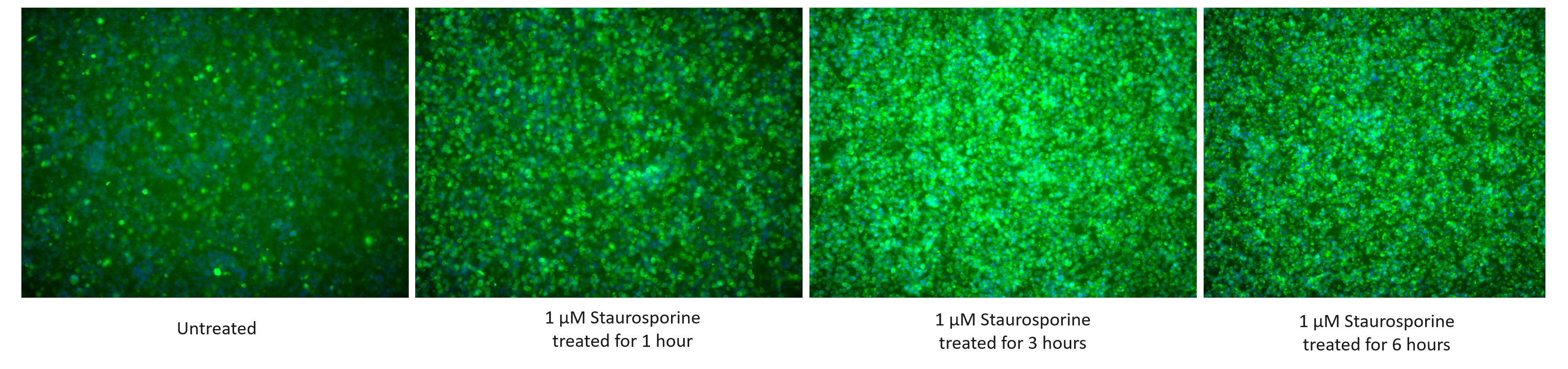 IF Staining of Jurkat using 68773-1-Ig